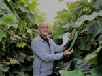 Container Gardening: Tips for Growing Cucumbers in Containers