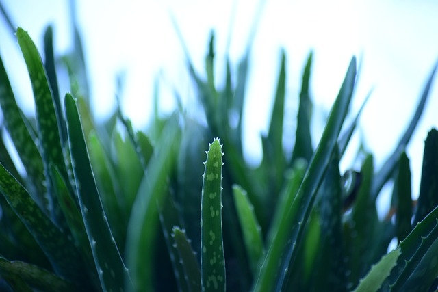 Indoor Plants Indoor Plants